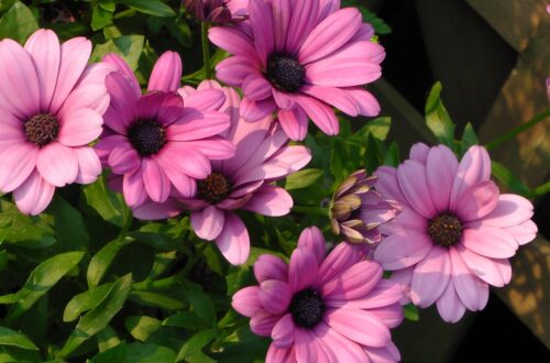 Photo potted garden flowers