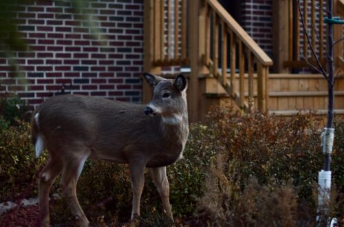 Photo front yard garden